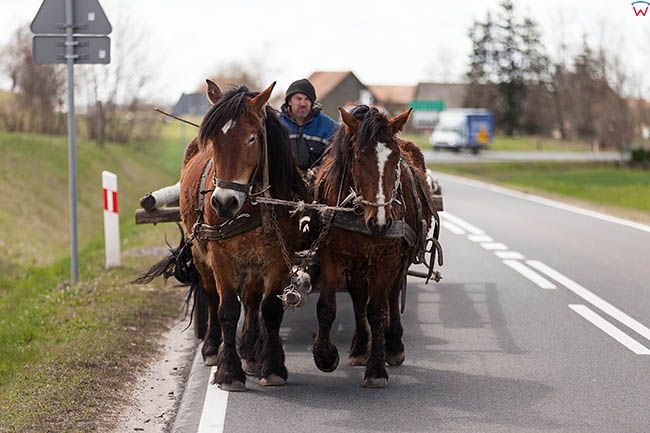 Szczepankowo, miejscowy rolnik korzysta z zaprzegu konnego do przemieszczania sie po okolicy. EU, PL, Warm-Maz.